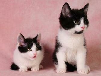 Sweet Cute Cats Wallpaper Desktop