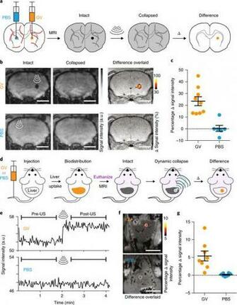 Background Imaging Of Gvs In Mammalian Tissues A Diagram
