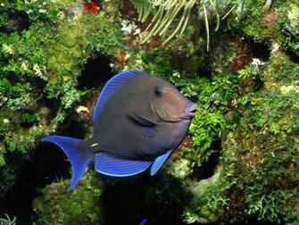 Black And Blue Fish Swimming Desktop Wallpaper