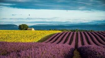 Lavender France Provence Field Wallpaper