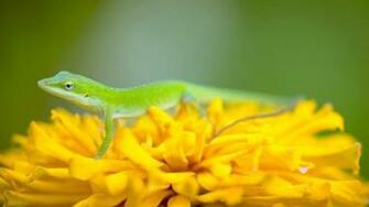 Green Chameleon Choice Wallpaper