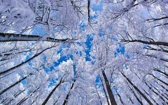 Frosted Aspen Tree HD Wallpaper