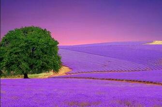 Lavender Field Wallpaper