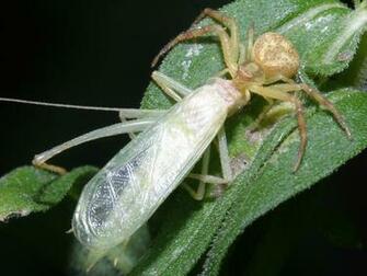 Crab Spider Wallpaper