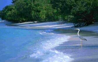 Maldives Paradise Island Wallpaper Cities