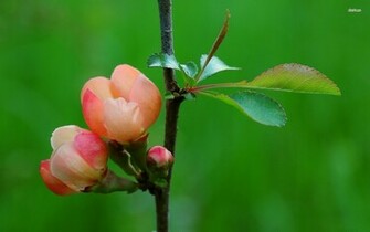 Apple Blossom Wallpaper