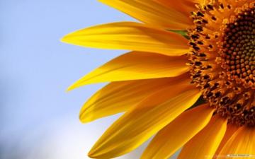 Wallpaper Flower Sunflower Flowers