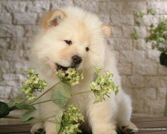 Chow Puppies Photographs Fluffy Puppy Wallpaper