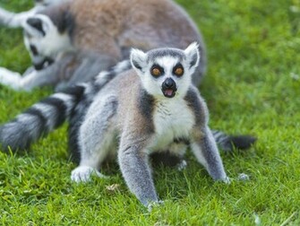 Animal Lemur Wallpaper