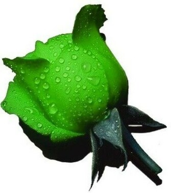 Green Rose Flowers