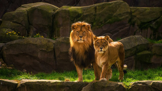 Lion 4k Wallpaper For Pc