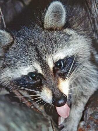 Coon Hunting Videos Video Codes Vid