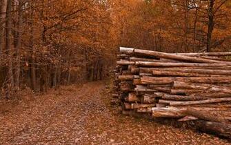 Logs In The Forest Wallpaper