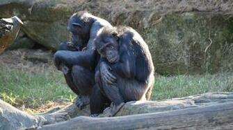 Chimpanzee High Quality Wallpaper Id For Laptop Computer