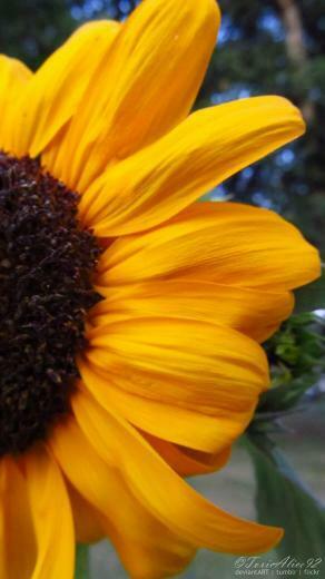 Hq High Res Sunflower Cell Phone Wallpaper By Toxicalice92 On