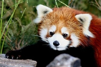 Red Panda Wild Nature Wallpaper