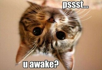 Very Funny Cat Photos Desktop Wallpaper