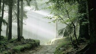 Wallpaper Gallery Nature Spanish Forest Background