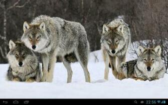 Wolves Live Wallpaper Android Apps On Google Play