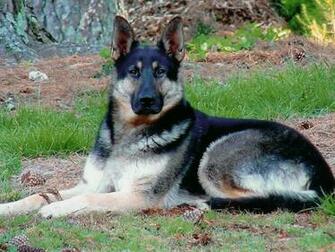 German Shepherd Dog White