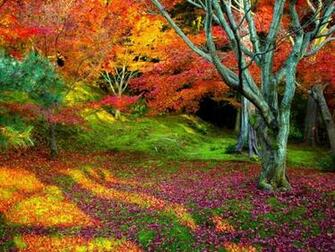 Fall Nature Background HD Wallpaper Wallpaper13