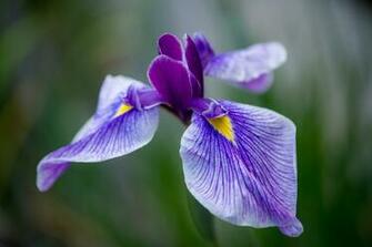Iris Computer Wallpaper Desktop Background Id
