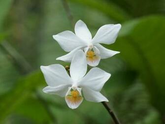 White Orchid Flower