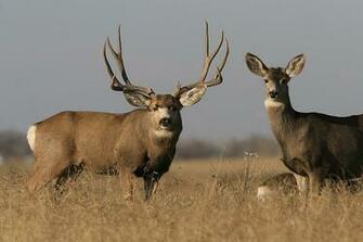 Or The Prime Example Of A Big Mule Deer Buck