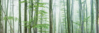 Light Green Forest Wallpaper About Murals