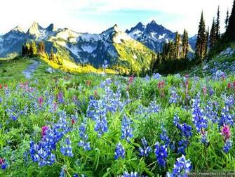 Spring Landscape Wallpaper