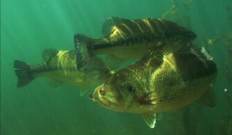 Black Bass Photo And Wallpaper Cute Pictures