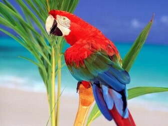 Desktop Parrot Wallpaper Dowload 3d HD Colour Design