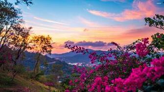 Pink Blossoms Wallpaper Nature