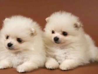 Cute Puppies HD Wallpaper