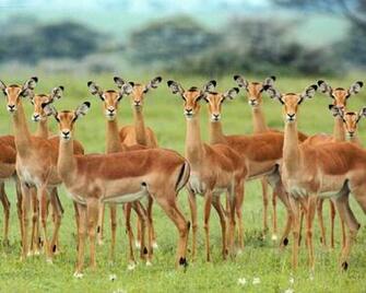 Deers Wildlife All Photography