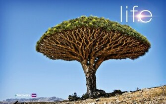 Discovery Channel Life Theme And Wallpaper For Windows