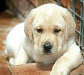 Puppy Labrador Cute Wallpaper