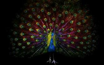 Beautiful Bird Feather HD Wallpaper