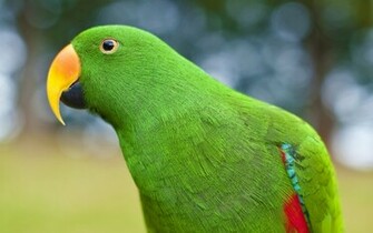 All Wallpaper Parrot HD