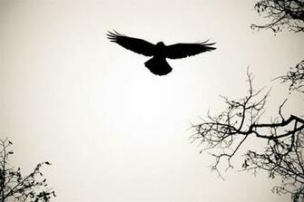 Bird Silhouette Wallpaper