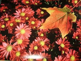 Fall Flowers Wallpaper