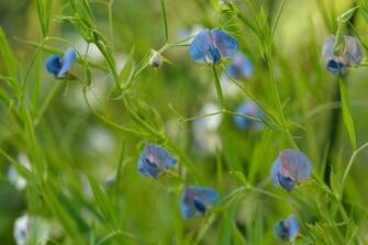 Wallpaper Flowers Peas Sweet Blue Macro