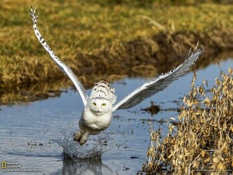 Snowy Owl Picture Animal Wallpaper National Geographic Photo Of