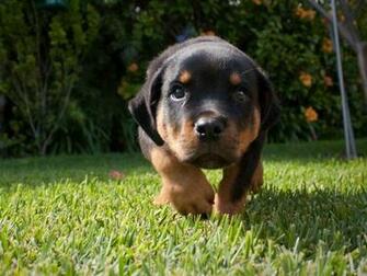 Cute Rottweiler Puppy Wallpaper Dogs