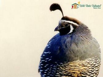 Quail Wallpaper