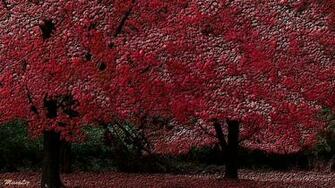 Nature Trees Red Wood Forests Wallpaper Allwallpaper In