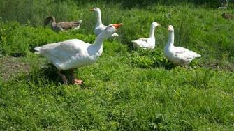 Geese Wallpaper Animal