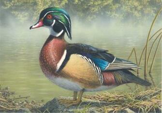 Wood Duck Wallpaper
