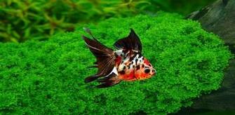Goldfish Wallpaper Is An Interactive And Smoothly Desktop Background
