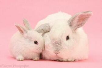 White Lop Rabbits On Pink Background Photo Wp27540